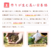 【白桃】福島の完熟もも"まどか"　ギフト・贈答用
