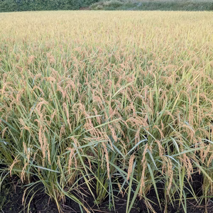 令和７年産　新米　まっしぐら