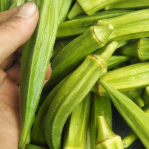 甘みのあるもっちりオクラ