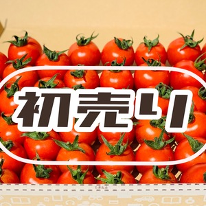 【初売り】1月15日まで 超希少❗️ソムリエミニトマト　プラチナ