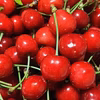 ♣朝採り当日発送♣美味しさ瑞々しさ溢れだす♪さくらんぼ〚紅さやか〛