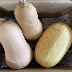 飯舘村のかぼちゃセット♡金糸瓜&バターナッツ