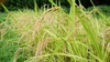 2022年産米予約(5%引き）　郡上のコシヒカリ（玄米）