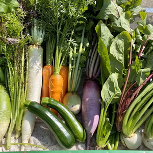 「無農薬」 雲海育ちの秋野菜「あるだけ」野菜セット（野菜ソムリエ監修レシピ付き）