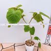 現物販売　②　フィカス　ゴムの木　ウンベラータ　曲がり　卓上　インテリア