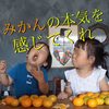【10月発送】ゆら早生みかん