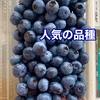 農薬不使用◆ブルーベリーノビリス1キロ