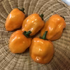 フルーティーな香りの激辛唐辛子！オレンジハバネロ！