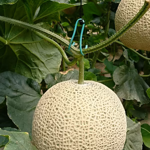 2/9～収穫予定/ 日本のひなた宮崎の  アールスメロン          