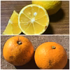 【食べ比べ】湘南ゴールド＆八朔セット【農薬不使用】