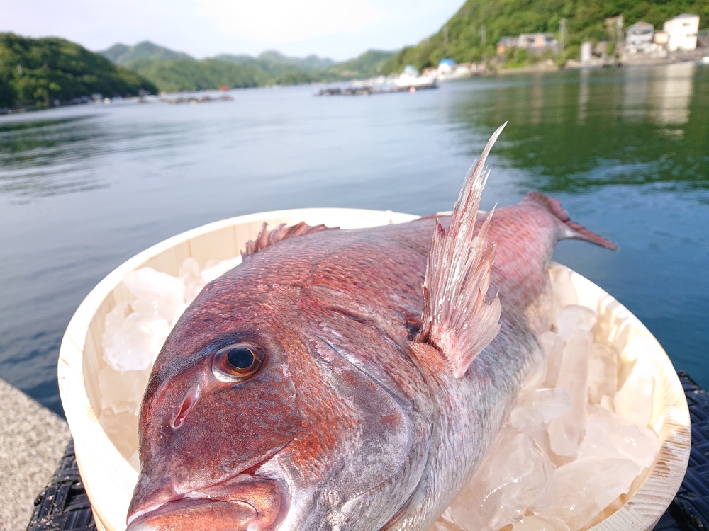 活け〆 人が食すために育て上げた 特大真鯛 農家漁師から産地直送の通販 ポケットマルシェ