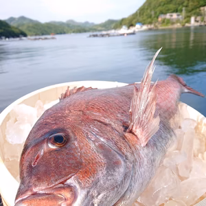 特大真鯛　活き〆水洗い