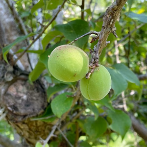 【6月上旬頃から発送】青梅1kg～ 宮城県産 農薬不使用 無選別 