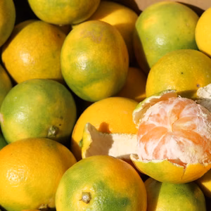 愛媛県　極早生ミカン　10kg　お徳用！