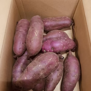 牧之原台地の赤土で育ったサツマイモ紅はるか4kg　2L