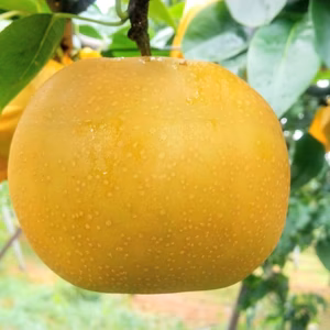 贈答用   あきあかり   約３ｋｇ