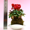 苔玉　シクラメン　(赤) 液肥付