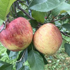 訳あり　葉とらずサンふじ