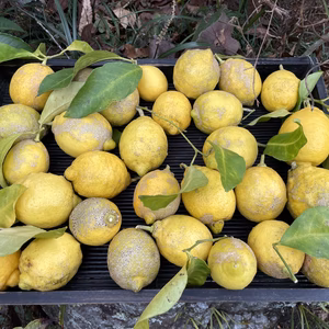 ①農薬不使用・レモン3kg〜無消毒、農薬・化学肥料不使用、果皮に傷