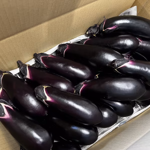 【当日採れたて･クール便】果皮が柔らかいナス☆料理に最適☆
