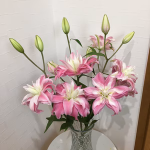 とても珍しい花粉なしの八重咲きユリ！