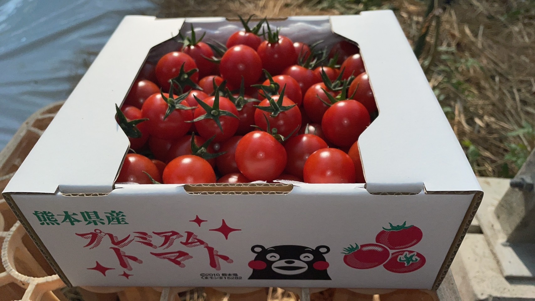 完熟ミニトマト 笑顔と健康をお届けします!｜トマトの商品詳細