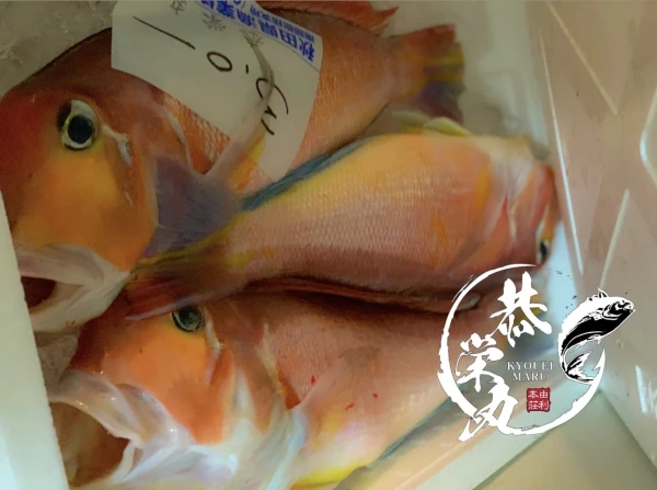 秋田県産　高級魚　天然甘鯛BOX‼️
