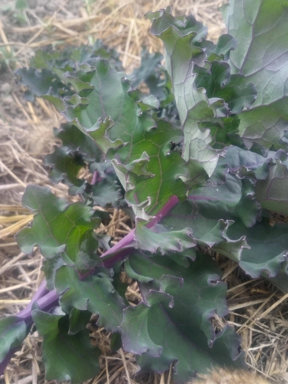 大根　と　蕪or葉物
