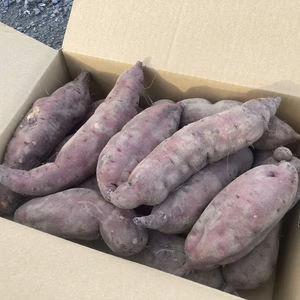 シルクスイート3L&紅あずま規格外品セット