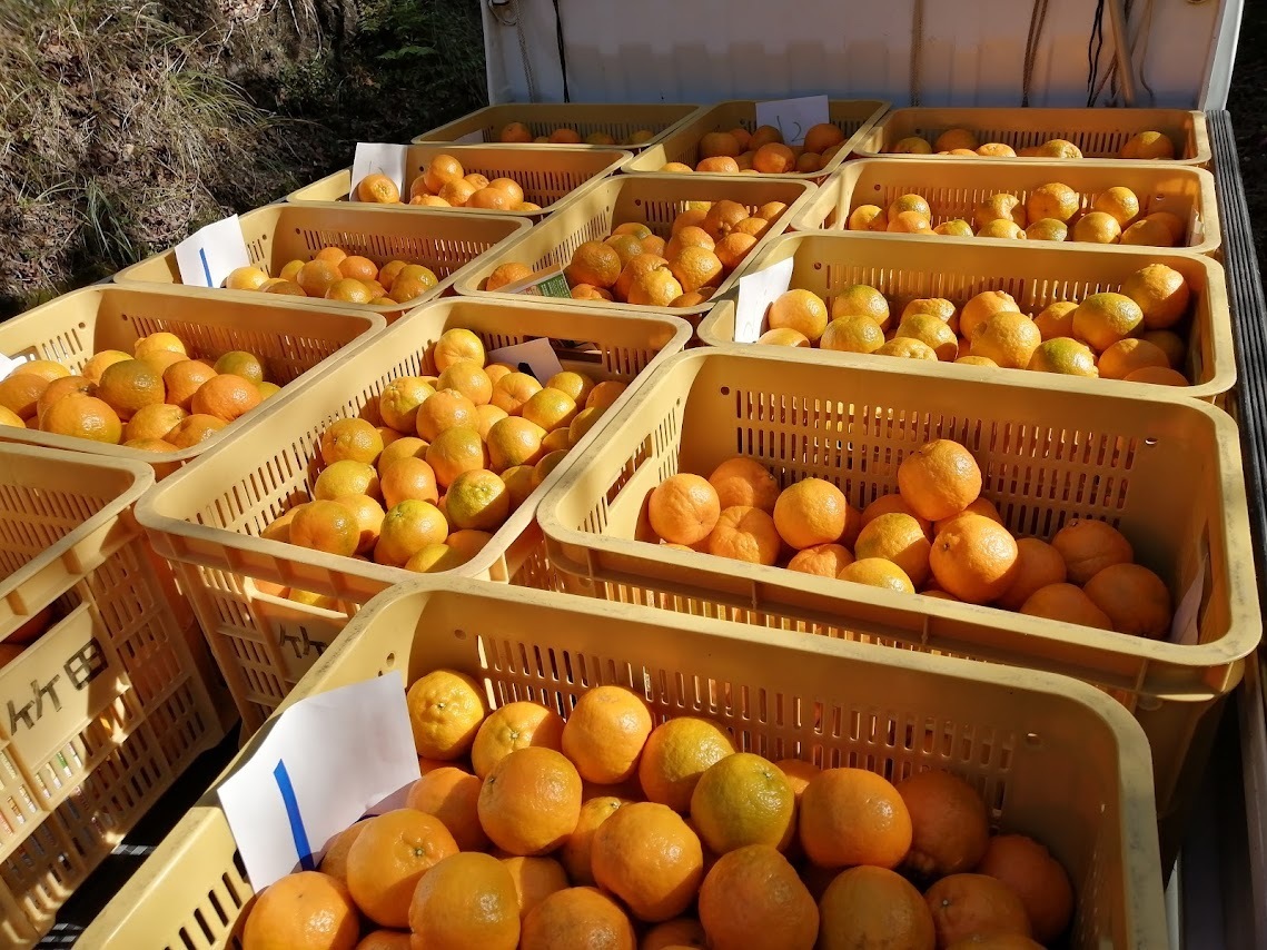 和歌山県東牟婁郡串本町｜四季彩園｜竹田敏明さんの生産者プロフィール
