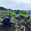 プレス焼き干し芋　プレス　焼き芋　干し芋　煎餅　焼き干し芋煎餅　堅焼き煎餅　