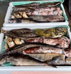 【知床羅臼直送】試し鮮魚ボックス（詰め合わせ）