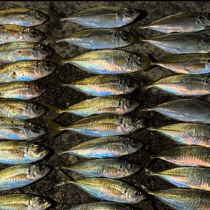 熊本県天草産　釣りBOX