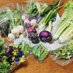 春のお届けvol.2鞘大根入り春の土の子野菜セット【農薬、化学肥料不使用】