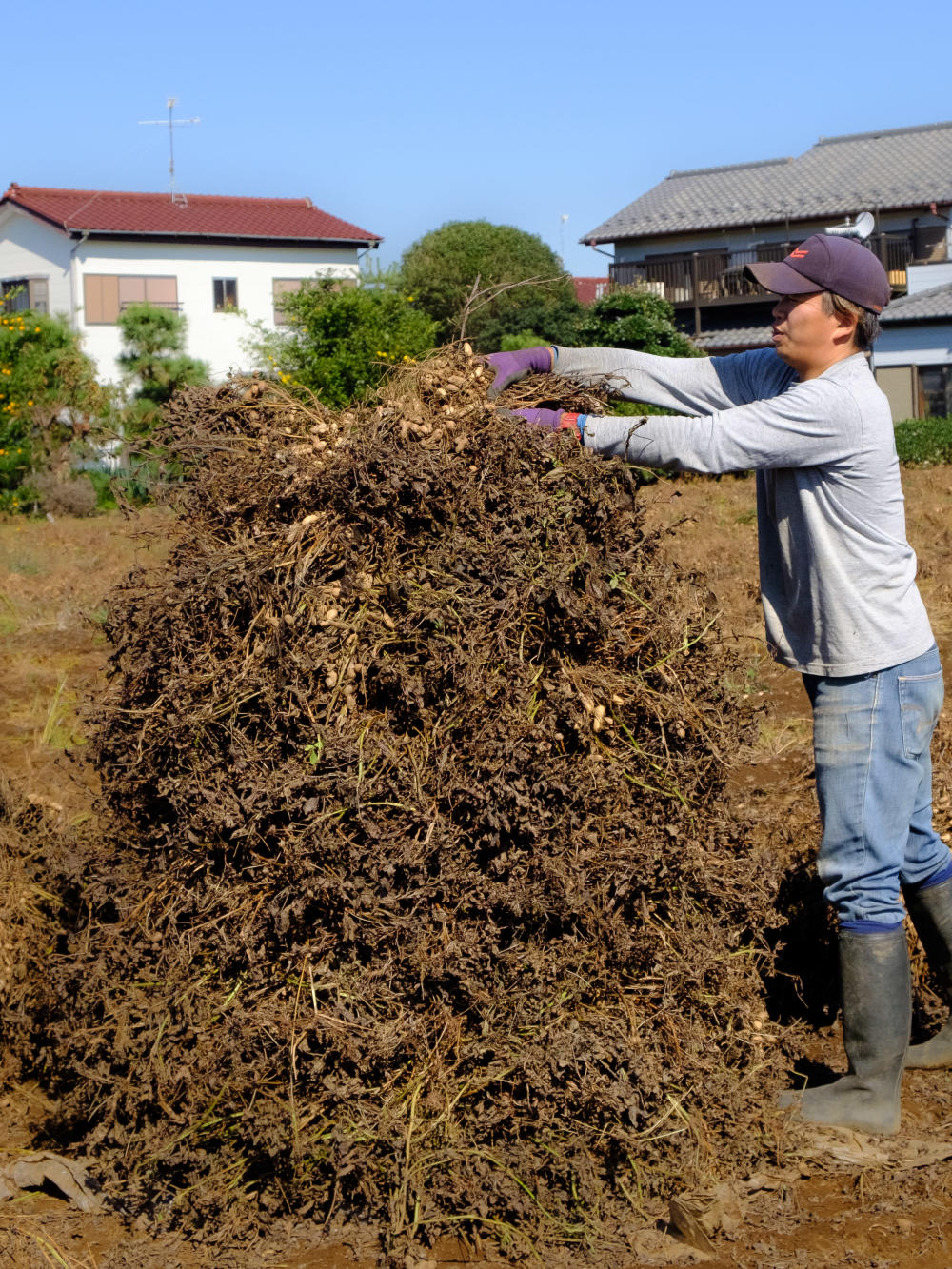 落花生ぼっちを作りに 千葉県八街市の小山さんの畑に行ってきたよ 農家漁師から産地直送の通販 ポケットマルシェ