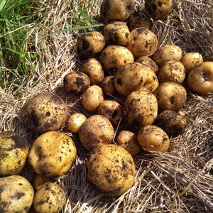 【青森県八戸市から】じゃがいも・キタアカリ　農薬肥料不使用