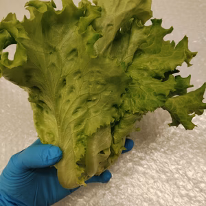 無農薬リーフレタス