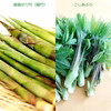 予約受付中 山菜 細竹（根曲がり竹）1㎏ +  天然こしあぶら300ｇのセット 