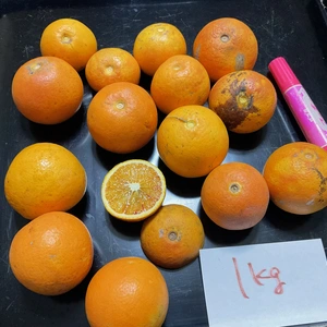 【2024福袋】ブラッドオレンジ(タロッコ)小粒B級へた取れジャム用無農薬　