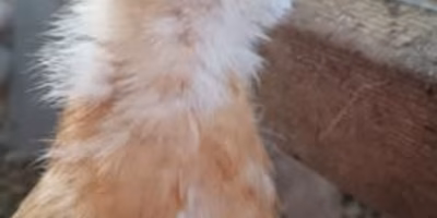 ５期生のヒヨコ達がやってきました！Part.4