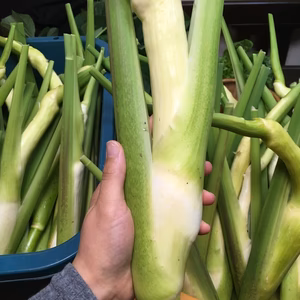 【期間限定】完全【自然】栽培のマコモダケ