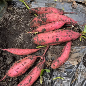 蒜山高原で育てた紅はるか お試し1kgパック