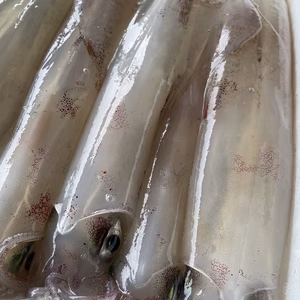 生ケンサキイカ❗️ 釣ったその日に発送します!!