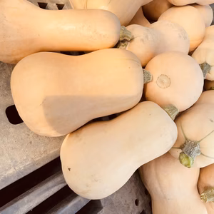 北海道産　バターナッツ 農薬・除草剤ゼロ　