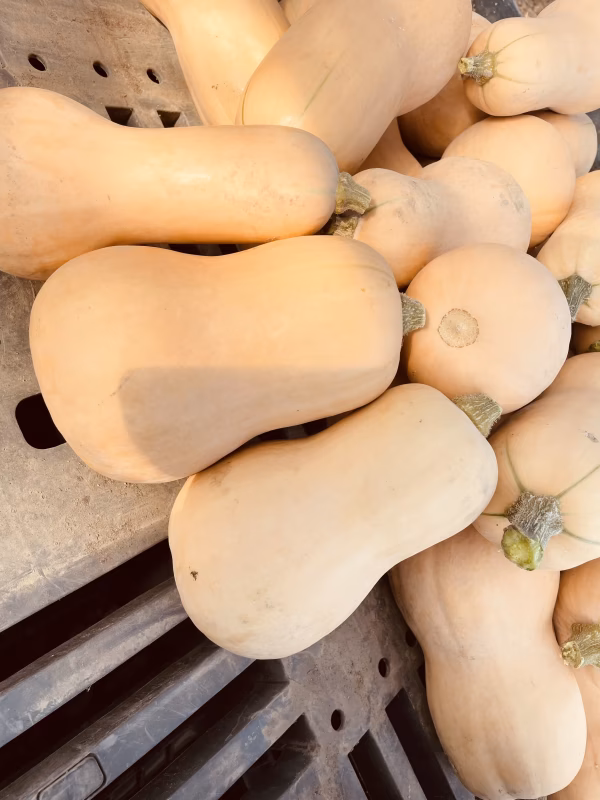 北海道産　バターナッツ 農薬・除草剤ゼロ　