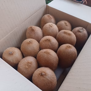 限定５ 大玉緑キウイ 約２キロ(13粒) 27日頃発送