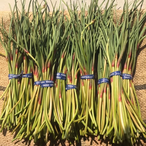 幻の国産品！！まるむのにんにくの芽　