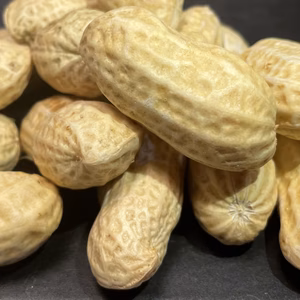 【全国送料込1000円】生落花生おおまさり500g