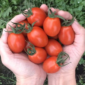 日本のひなた宮崎県のアイコトマト