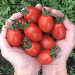 日本のひなた宮崎県のアイコトマト